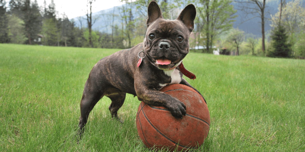 12 Best Ways to Increase Your Dog's Mental Stimulation (Examples Included) - Calming Dog