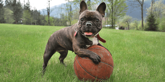12 Best Ways to Increase Your Dog's Mental Stimulation (Examples Included) - Calming Dog