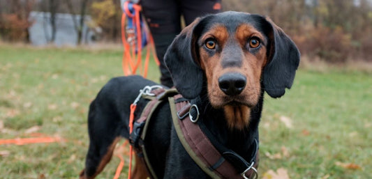 Tips on Owning a Dog: Teaching a New Owner Old Tricks