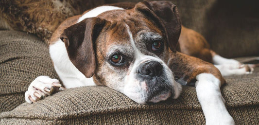 Tried & Tested Dog Anxiety Solutions