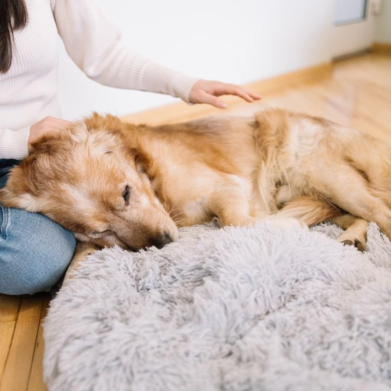 dog anti anxiety bed
