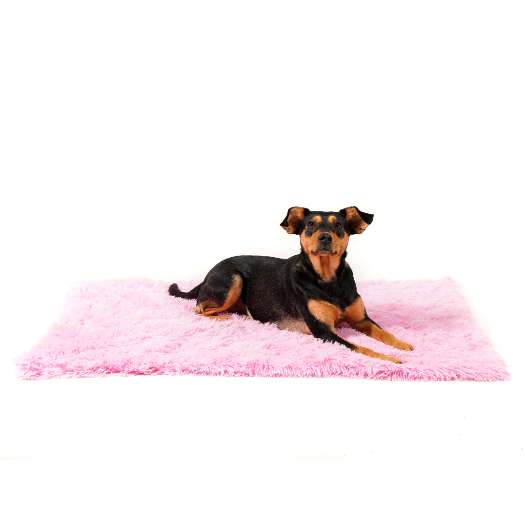 soothing dog blanket