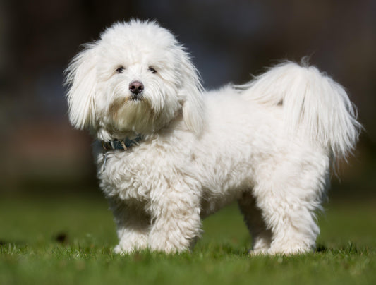coton de tulear standing in the grass