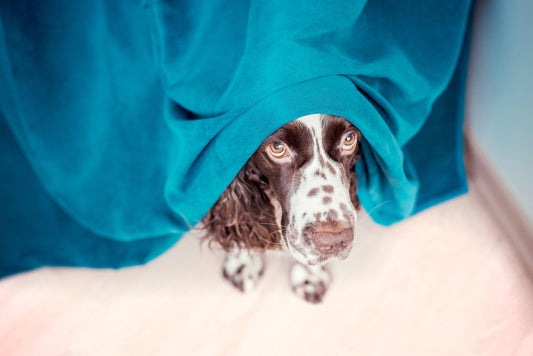 What Is Herbal Dog Anxiety Medication, and Does It Work? - Calming Dog