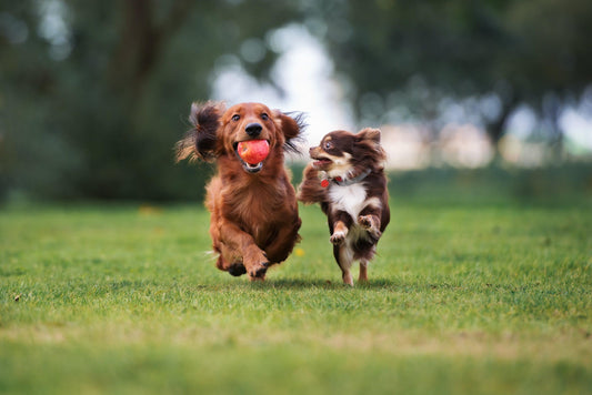 dogs running through the park