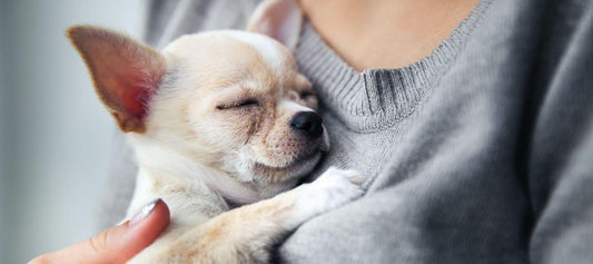 Chihuahua puppy snuggling with owner