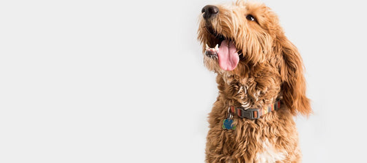 Happy Crockett Doodle Dog