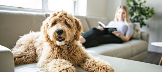 Goldendoodle puppy