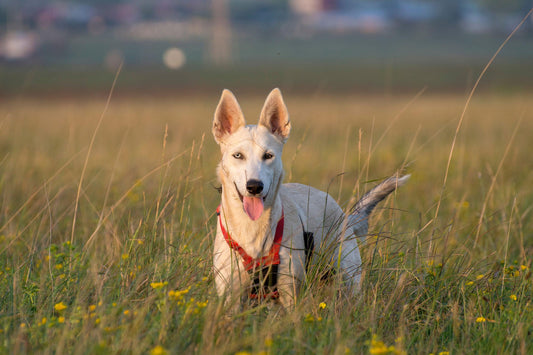 white shepsky standing in a grassy field