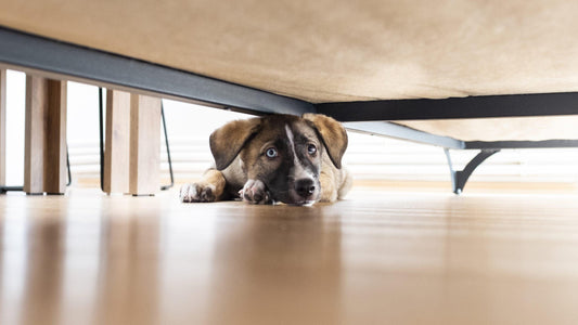 Anxious Goberian? Try These 15 Fun Activities - Calming Dog