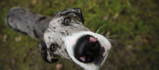 Merle Great Dane Looking up at camera