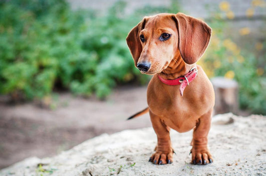 dachshund standing on a rock
