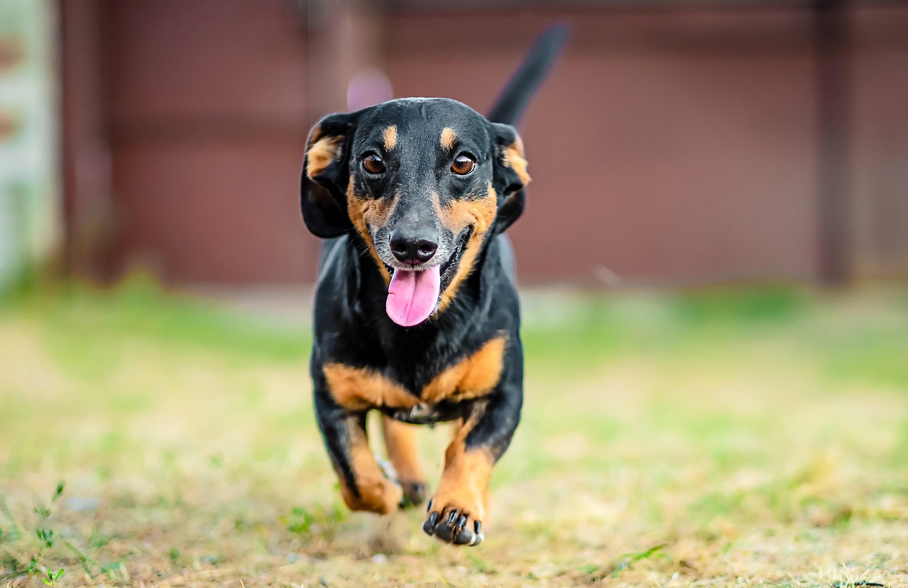 Dachshund Dog Breed Guide And Breed Information - Calming Dog