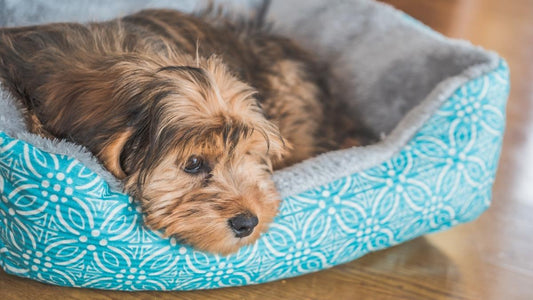 sad Shih Poo laying down in dog bed