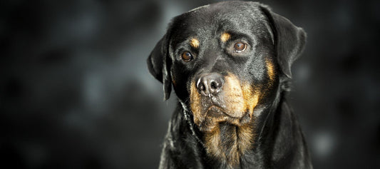 German Rottweiler Dog looking at camera