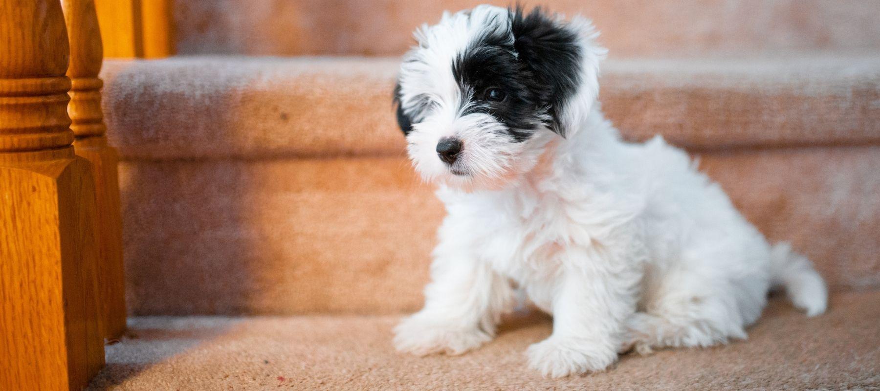 How To Help Your Shih Tzu Yorkie Mix Manage Separation Anxiety - Calming Dog
