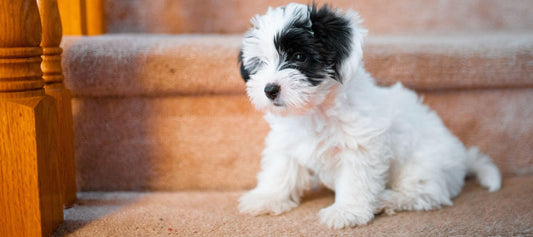 How To Help Your Shih Tzu Yorkie Mix Manage Separation Anxiety - Calming Dog