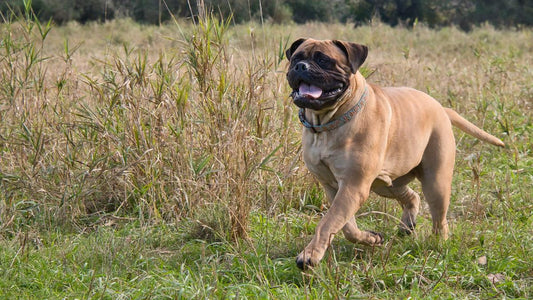 Bullmastiff running in field
