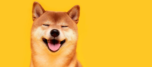 Happy Japanese Dog