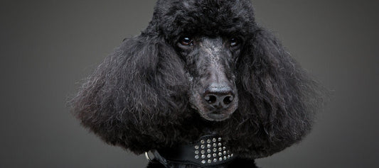 Why Your Black Poodle Experiences Anxiety - Calming Dog