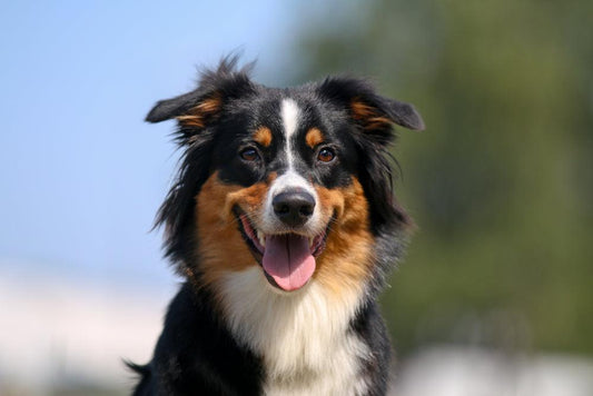 Best Ways to Calm Your Dog - Calming Dog
