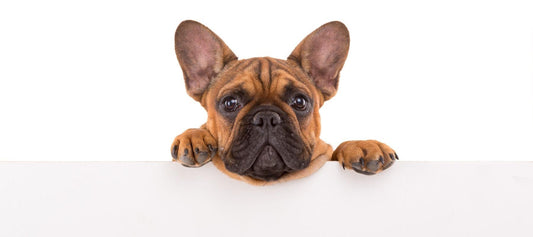 French bulldog 