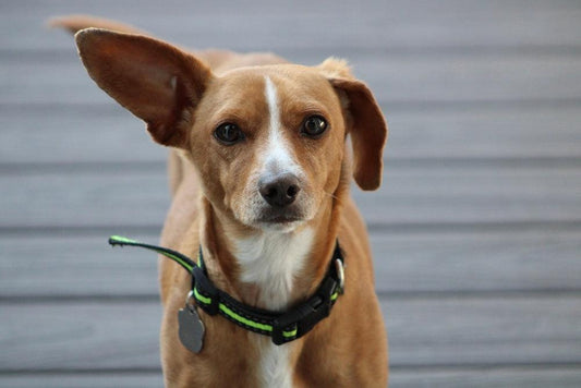 chiweenie dog with one ear perked up