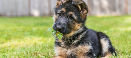 German Shepard Puppy Sitting