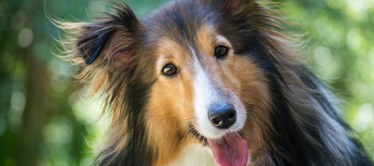 Happy Collie Dog