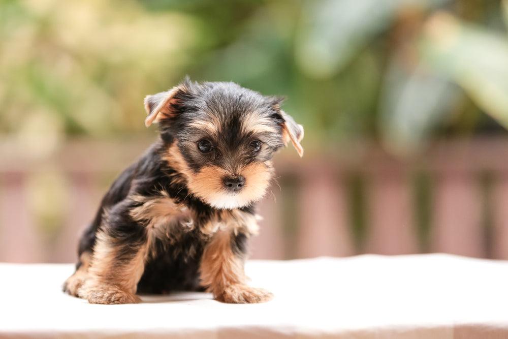 teacup yorkie sitting on pillow