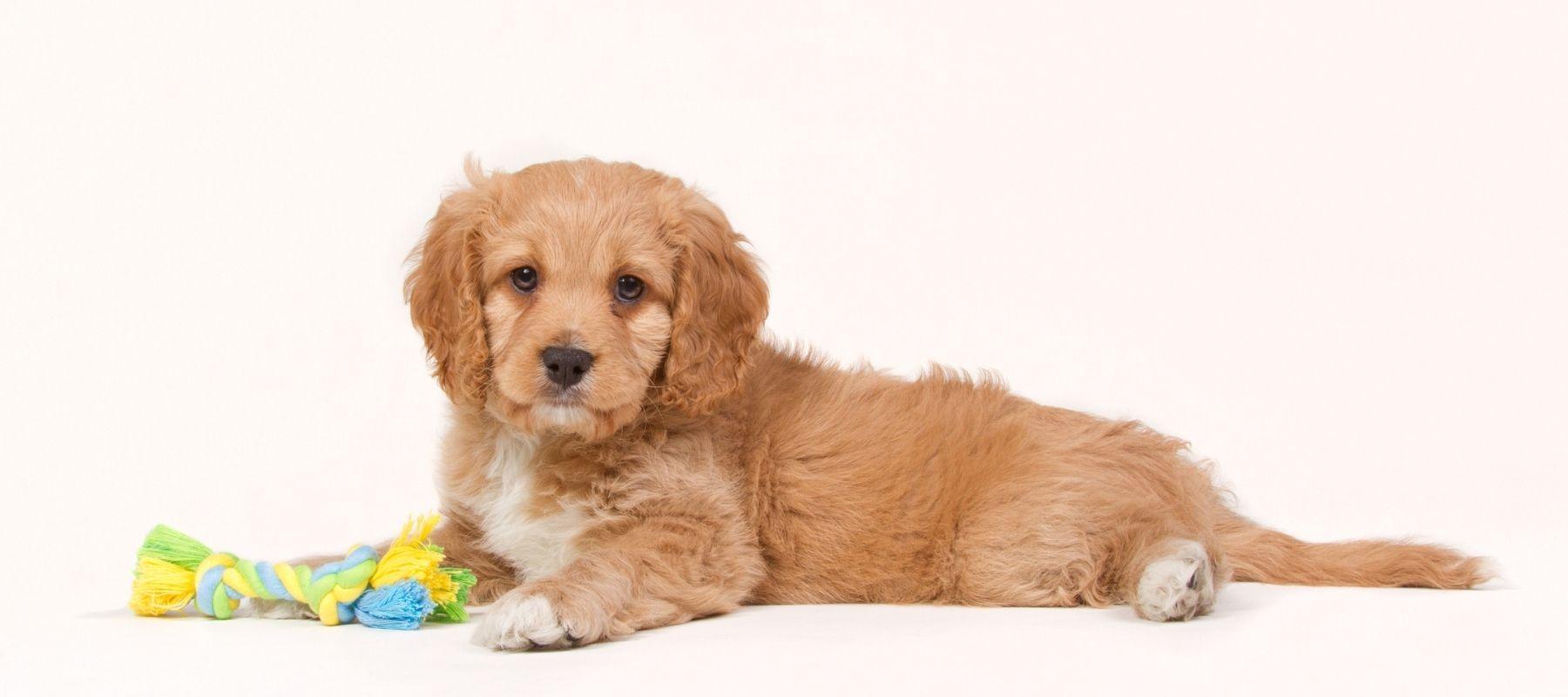 Cavapoo puppy