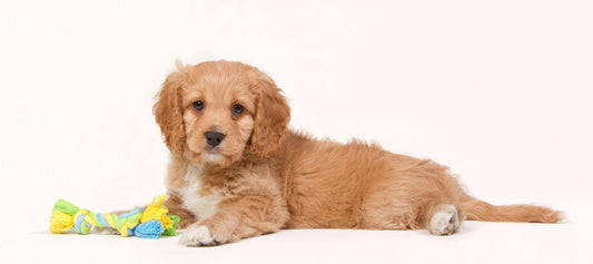 Cavapoo puppy