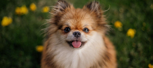 Chihuahua Pomeranian looking at camera 