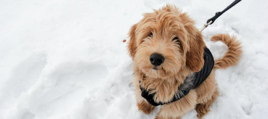 Goldendoodle puppy looking at camera