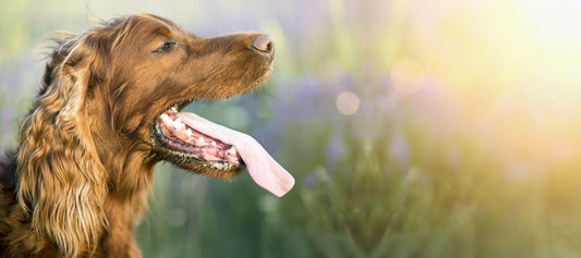 Retriever Dog Panting 