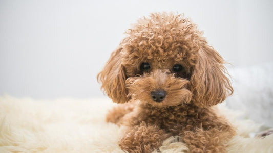 brown toy poodle