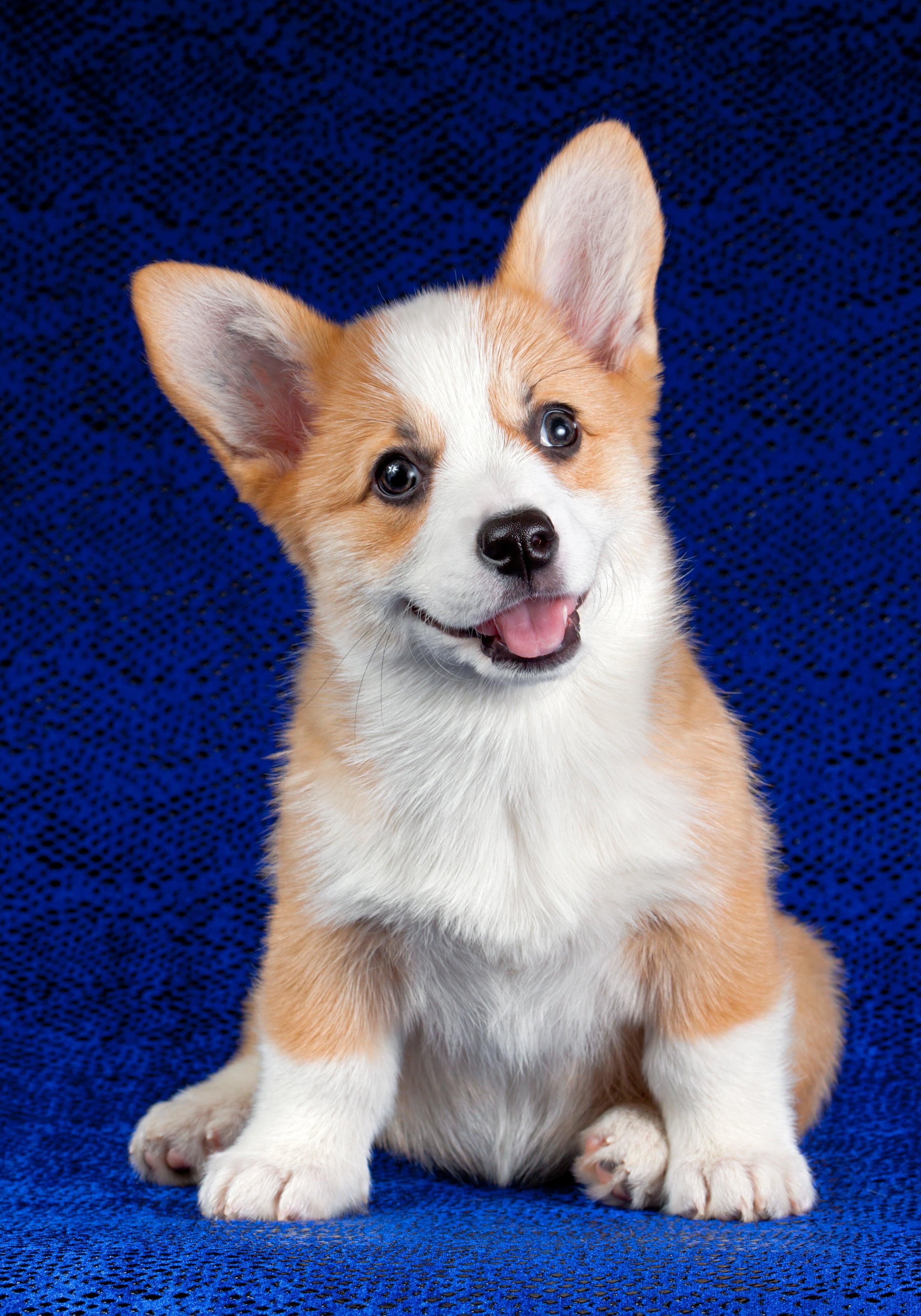 corgi puppy in front of blue background