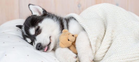 How To Help Your Puppy Husky Overcome Separation Anxiety - Calming Dog