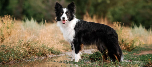 Happy Collie Dog