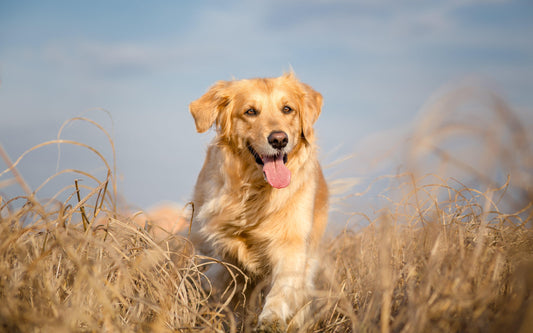 golden retriever running through a field