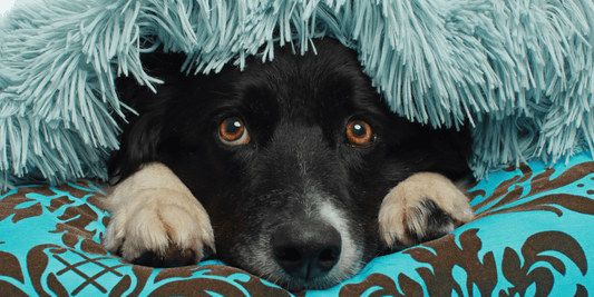 Anxiety Medication for Dog Anxiety – All You Need to Know - Calming Dog