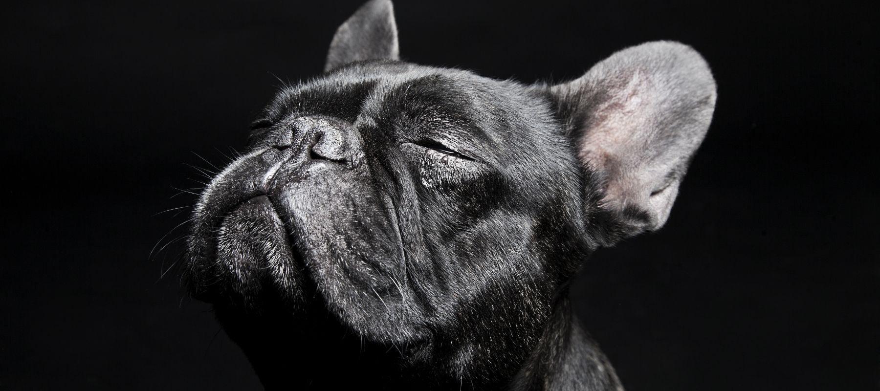 Black Bulldog Puppy