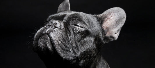 Black Bulldog Puppy