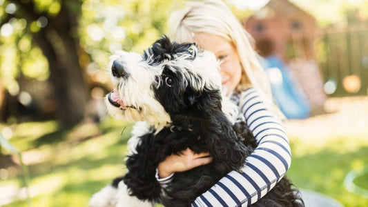 Little girl hugging Sheepadoodle puppy, photo source: sheepadoodle.org