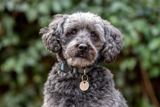 grey schnoodle sitting in front of bushes