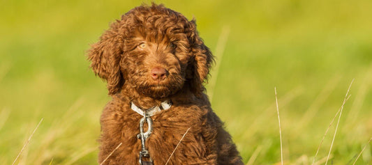 Chocolate Labradoodle Puppy