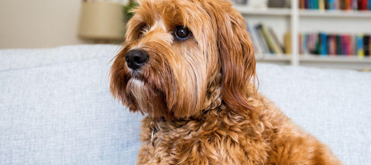 How To Help Your Cockapoodle Manage Stress and Anxiety - Calming Dog