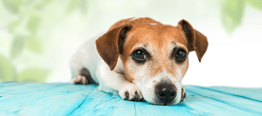 calm dog breeds