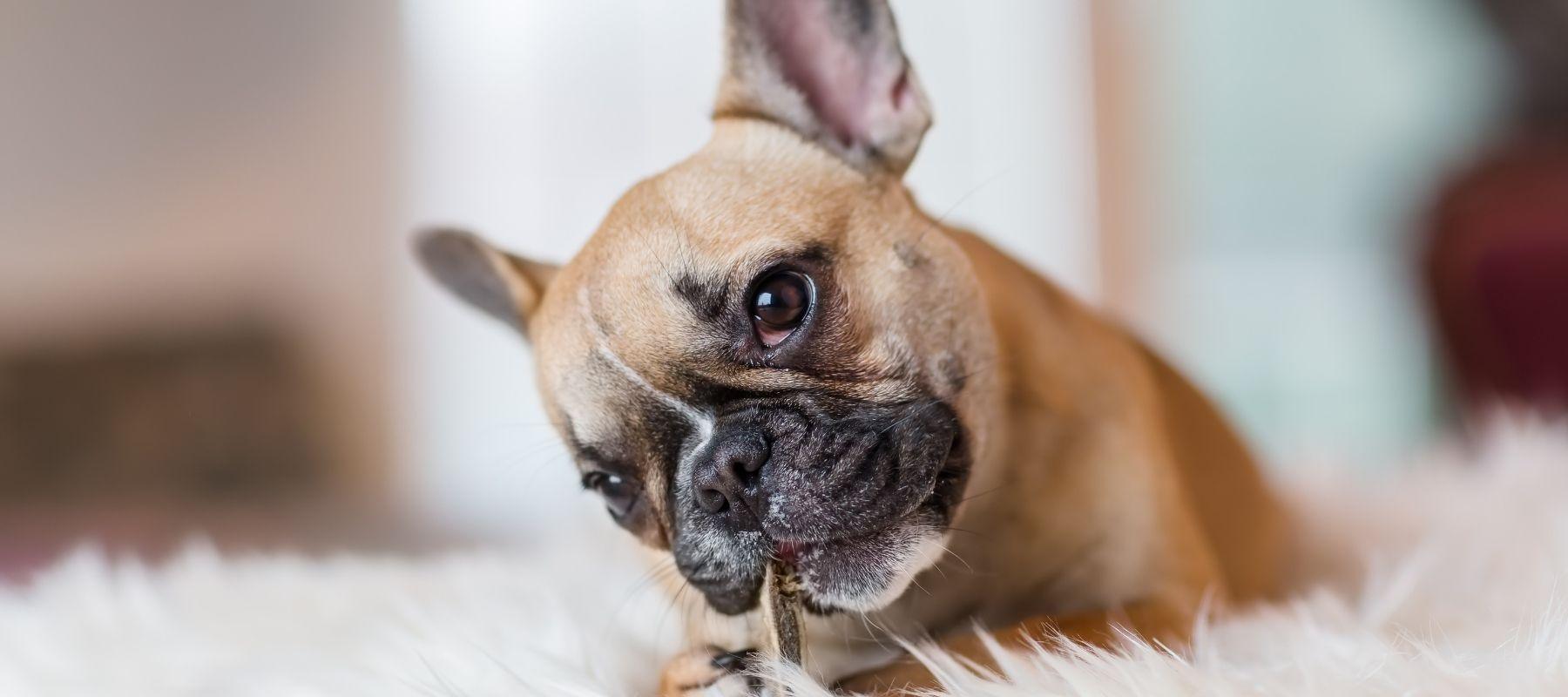 Fluffy Frenchie eating bone