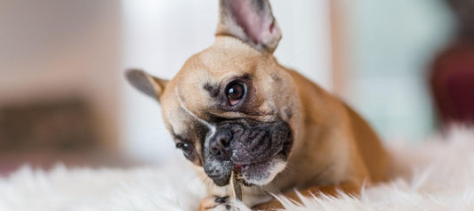 Fluffy Frenchie eating bone